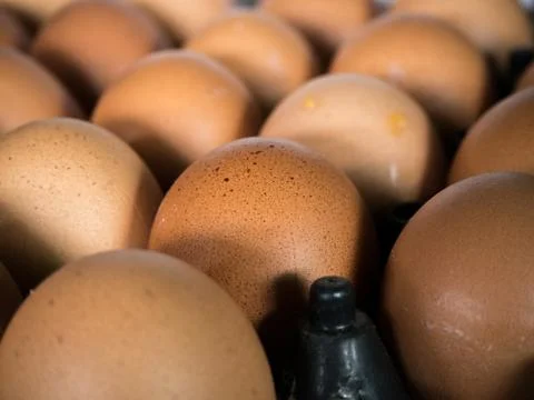 Eggs in the egg panel,Closeup Stock Photos