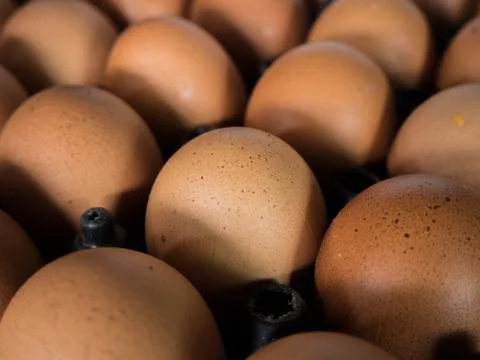 Eggs in the egg panel,Closeup Stock Photos