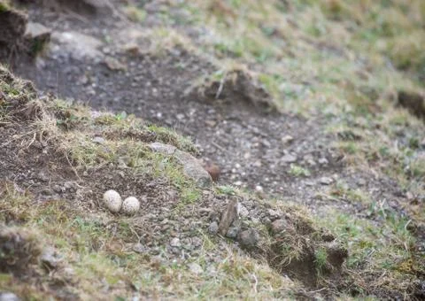 Eggs of the Eurasian oystercatcher Stock-Fotos