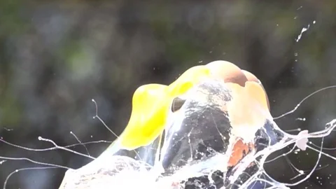 Eggs explosion slow motion HD video Video stock 75525752