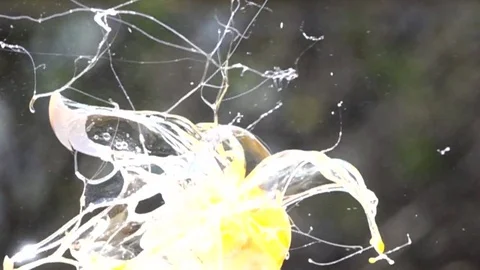 Eggs explosion slow motion HD video Video stock 75526916