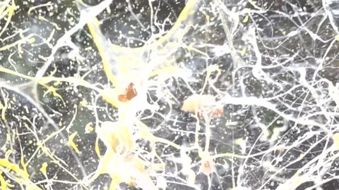 Eggs explosion slow motion HD video Video stock 75527778