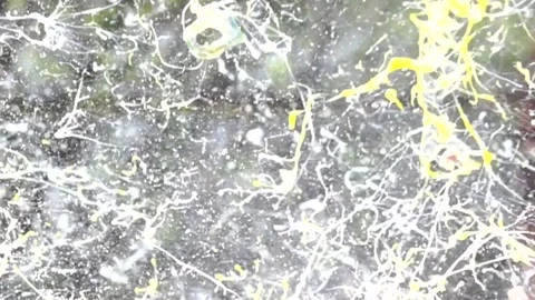 Eggs explosion slow motion HD video Video stock 75528349