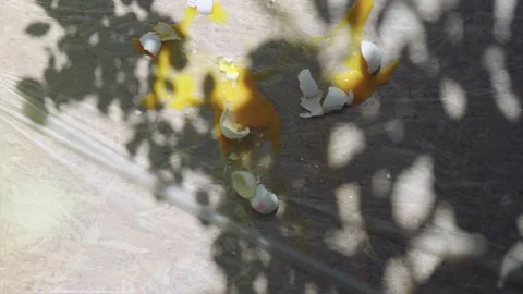 Eggs falling down and cracking Stock Footage 275890002