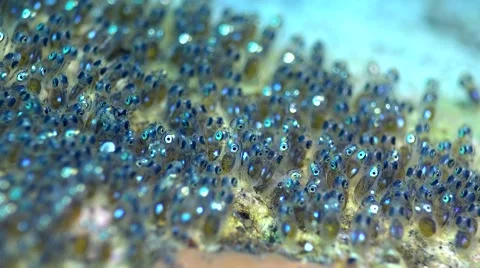 Eggs of false clown anemonefish or nemo (Amphiprion ocellaris) Stock-Footage 69046339