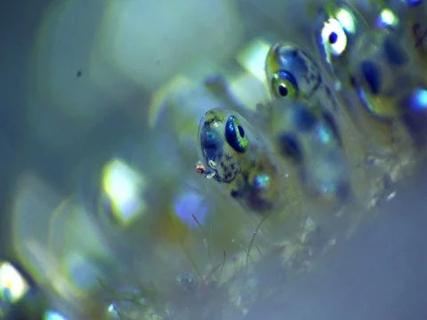 Eggs of false clown anemonefish or nemo Stock Footage