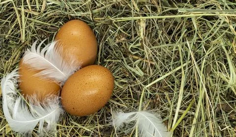 Eggs in feathers on dry grass close-up copy space Stock Photos