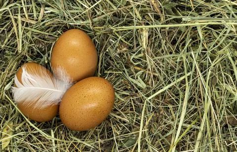 Eggs in feathers on dry grass close-up copy space Foto stock