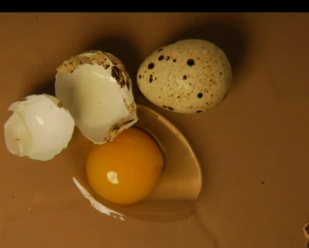 Eggs  Stock Footage 561886