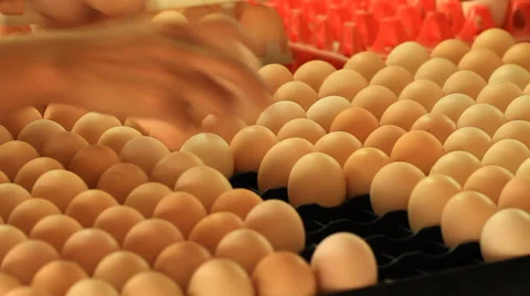 Eggs Stock Footage 29685994