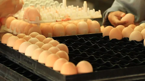 Eggs Stock Footage 29691657