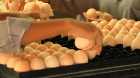 Eggs Stock Footage 29696814