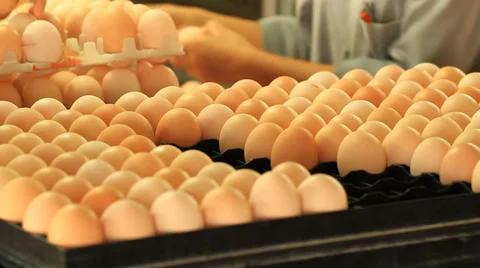 Eggs Stock Footage 29700612