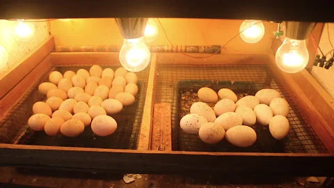 Eggs Stock Footage 220899884