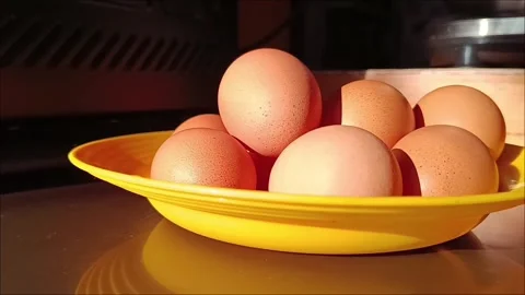 Eggs Stock Footage 275261324