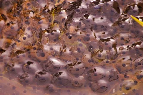 Eggs from frogs on the surface of the pond. Close-up. Stock Photos