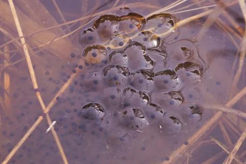 Eggs from frogs on the surface of the pond. Close-up. Stock Photos