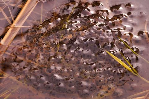 Eggs from frogs on the surface of the pond. Stock Photos