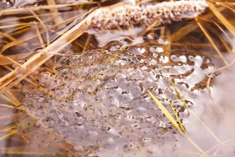Eggs from frogs on the surface of the pond. Foto stock