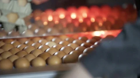 Eggs grading by weight and packaging production line at chicken farm 스톡 동영상 85268144