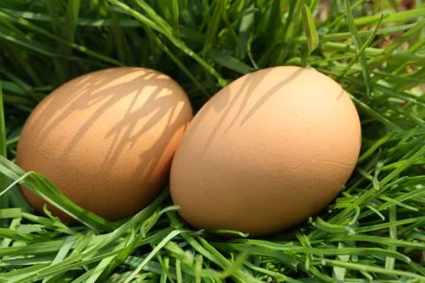 Eggs in grass Stock Photos