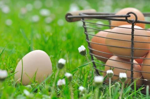 Eggs in grass Stock Photos