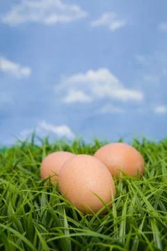 Eggs on grass Stock Photos
