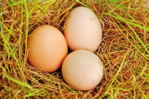 Eggs on a grass Stock Photos