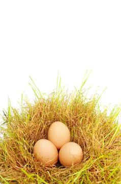 Eggs in a grass Stock Photos