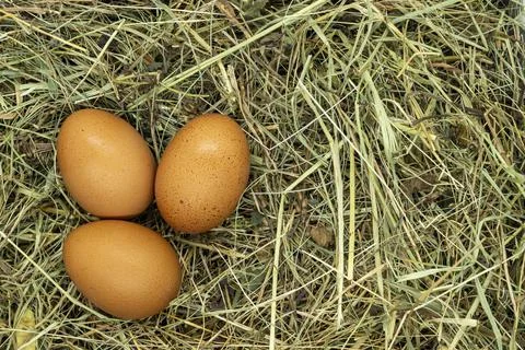 Eggs on grass texture close up copy space Foto stock