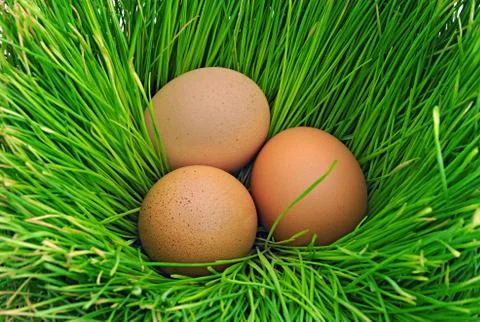 Eggs on the green grass Stock Photos