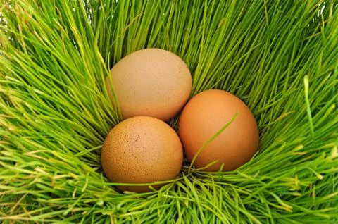 Eggs on the green grass Stock Photos
