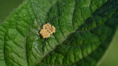 Eggs on green leaf. Pests in garden plots. Checking the quality of the Stock Footage 219020121