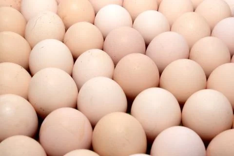 Eggs,  group Stock Photos