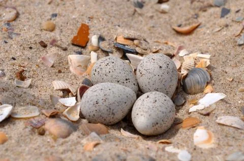 The eggs of gulls on the sand. Stock-Fotos