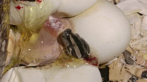 Eggs hatching baby pythons in a zoo Stock Footage 155173491