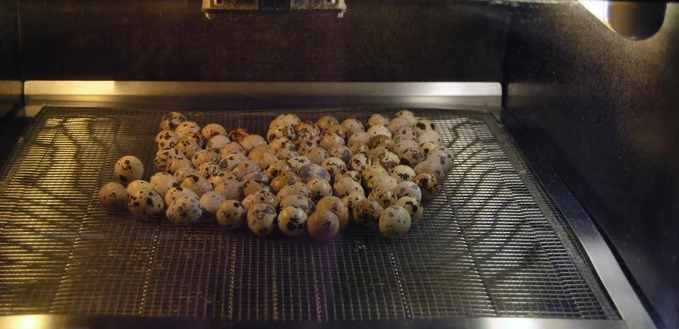 Eggs hatching Stock-Fotos