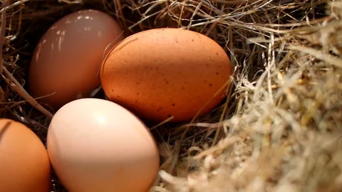 Eggs in Hay Stock Footage 98262447