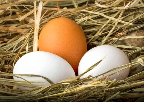 Eggs in hay Stock Photos