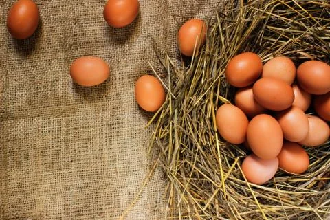Eggs in the hay on sacking. Stock Photos