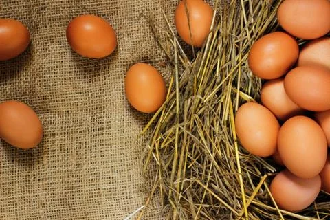 Eggs in the hay on sacking. Stock Photos