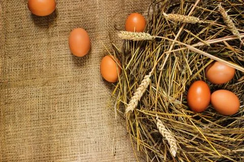 Eggs in the hay on sacking. Stock-Fotos