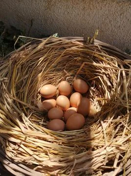 Eggs in a haystack in the sun. Stock Photos