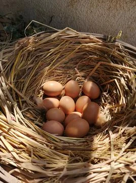 Eggs in a haystack in the sun Stock Photos