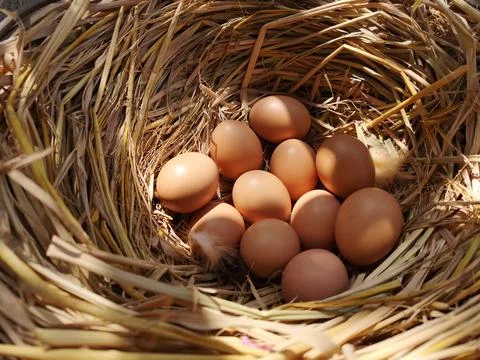 Eggs in a haystack in the sun Stock Photos