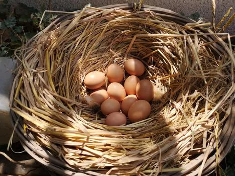 Eggs in a haystack in the sun Stock Photos