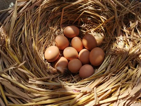 Eggs in a haystack in the sun Stock Photos