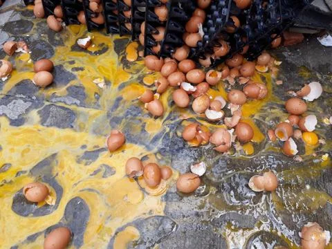 Eggs hen broken background Stock Photos