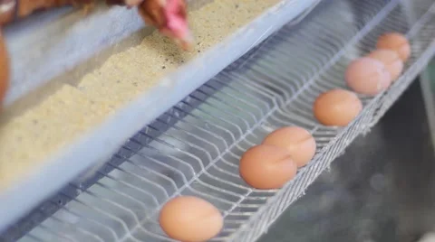 Eggs in the henhouse 스톡 동영상 62535602