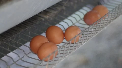 Eggs in the henhouse 库存影片 62535905
